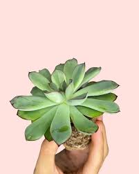 Pequeñas Suculentas para escritorio